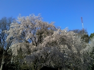 201204080001.jpg